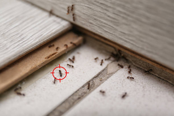 Professional Pest Control in Bolinas, CA