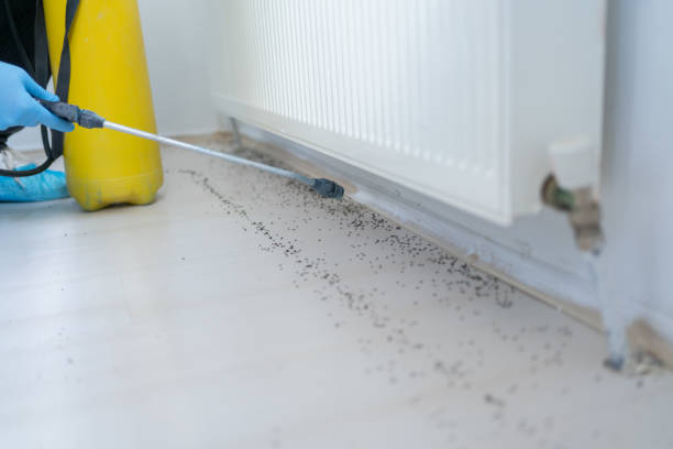 Best Flea Control Services  in Bolinas, CA